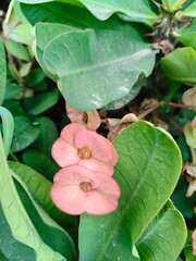 Close up shot of Euphorbia Mili Flower.