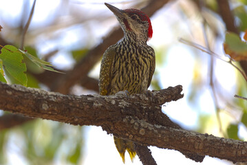 Golden-tailed Woodpecker (Campethera abingoni). Taken in Kruger National Park, South Africa.