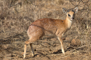 Sharpe's Grysbok (Raphicerus sharpei). Taken in Kruger National Park, South Africa.