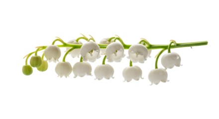 A sprig of lily of the valley with small white bell shaped flowers and green stems on black background