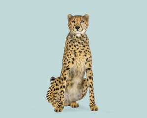 Cheetah sitting isolated on light blue studio background