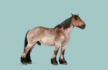 Obraz premium Belgian draft horse roan stallion standing showing strength