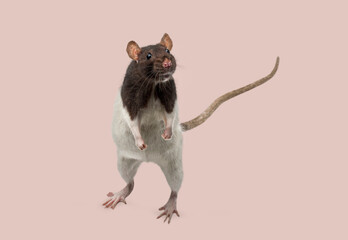 Cute fancy rat standing on pink background