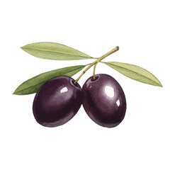 Watercolor-style olive illustration