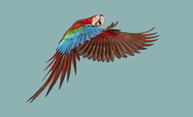 Green-winged Macaw, Ara chloropterus, parrot flying with colorful wings