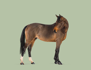 Bay horse looking back with brown coat