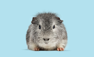 Guinea pig facing camera on blue background
