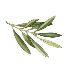 Watercolor-style olive illustration