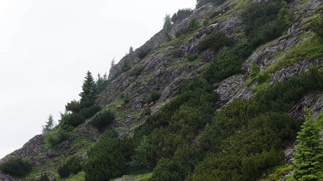 Herd of alpine chamois walking on a steep rocky mountainside