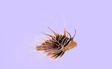 Lionfish swimming in profile showing venomous spines