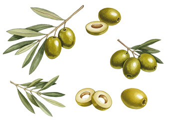 Watercolor-style olive illustration