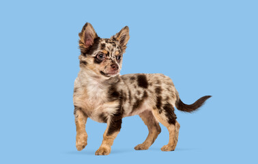Merle chihuahua puppy standing looking away blue background