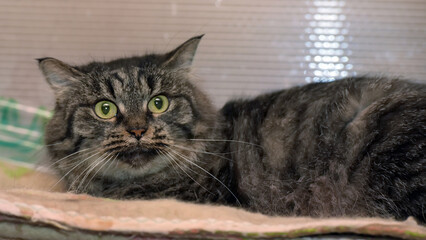 fluffy gray cat with a striped coat and large green eyes. The animal lies on a soft blanket,...