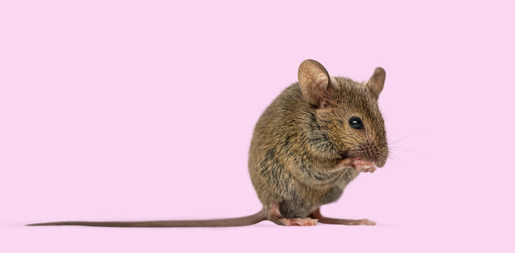 Wild house mouse on pink background standing