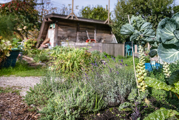 Brussel sprouts plants and lavender with defocused garden background. Stalks with ready to harvest Brussel sprout buds in community garden. Known as. Brassica oleracea var. gemmifera. Selective focus.