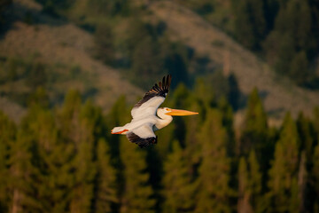Side View Of Large American White Pelican In Grand Teton
