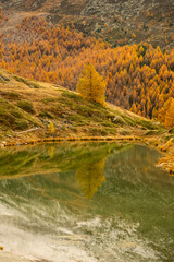 Sea Of Golden Larches Wash Down The Mountains Sides Near Leisee