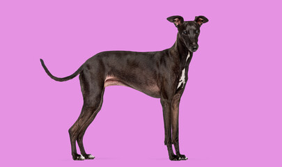 Black greyhound sighthound dog standing on purple background