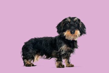 Wire haired dachshund dog standing purple background looking