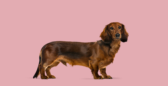 Long-haired dachshund dog standing on pink background
