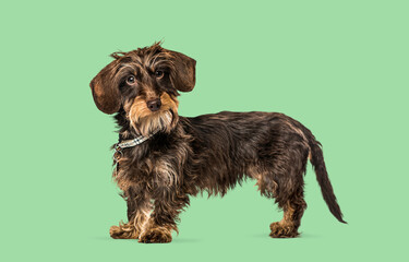Wire-haired dachshund dog standing looking at camera