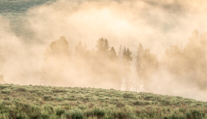 Silhouettes Of Trees Hidden In The Fog Of Hayden Valley