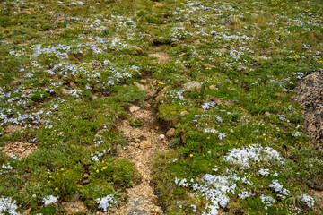 Small Wild Flowers Grow Along The Faint Trail Through Tundra In Rocky Mountain