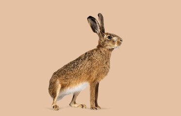 Wild brown hare looking right with attentive posture © Eric Isselée