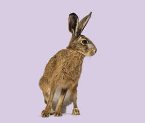 Brown hare looking alert on purple background
