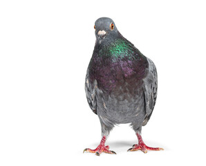 Front view of a feral pigeon, isoated on white