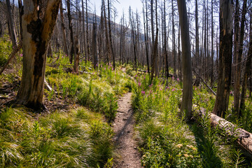 Thick Grasses And Fire Weed Grow Along Trail Through Burned Forest