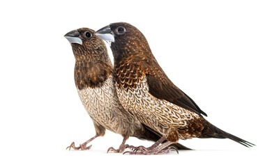 Male and female Society finch together, Lonchura striata domestica, also known as the Bengali finch, isolated on white