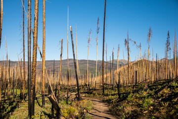 Trail Cuts Through Burned Forest In Rocky Mountain