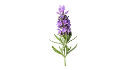 Fototapeta premium Close up of a single lavender flower with green leaves isolated against a black background view