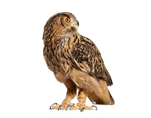 Eurasian Eagle-Owl, Bubo bubo, turning its head and looking away side view, isolated on white