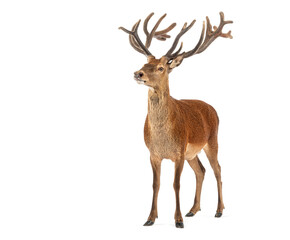 Red deer stag standing and looking up on white background
