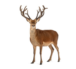 Red deer stag standing on white background showing antlers