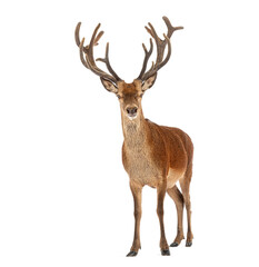 Red deer stag standing on white background showing antlers