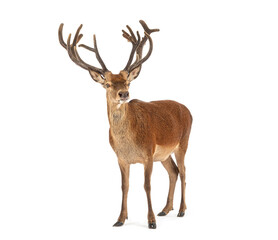 Red deer stag standing on white background