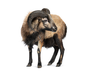 Cameroon sheep standing and looking back on white background