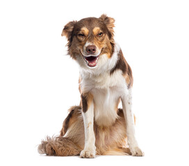 Border collie winking and panting on white background