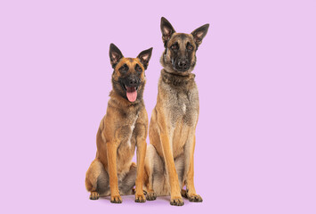 Two belgian shepherd malinois dogs sitting on purple background