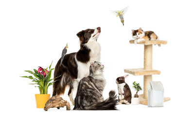 Group of pets looking up together on white background