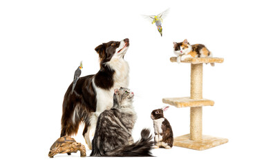 Diverse group of pets together on white background