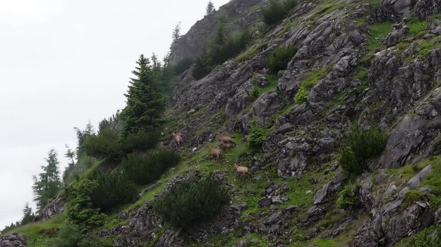 Aerial view of a herd of chamois climbing a steep rocky mountain