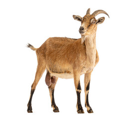 Male goat standing on white background