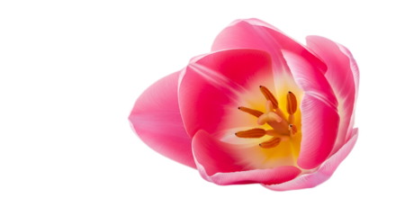 Close up shot of a pink tulip with yellow center and black background on the left side of image