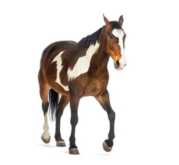 Obraz premium Paint horse walking on white background