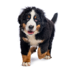 Adorable three months old bernese mountain dog puppy walking on white background