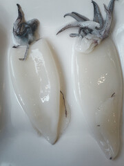 Fresh raw two squids ready to cook